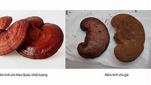 Giá Tiền Nấm Linh Chi Hàn Quốc