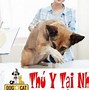 Tuyển Bác Sĩ Thú Y Tại Hà Nội