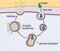 Vận Chuyển Vật Chất Qua Màng